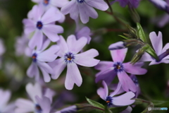 街に咲く花