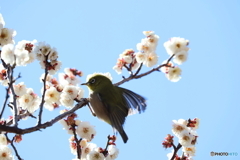 野鳥
