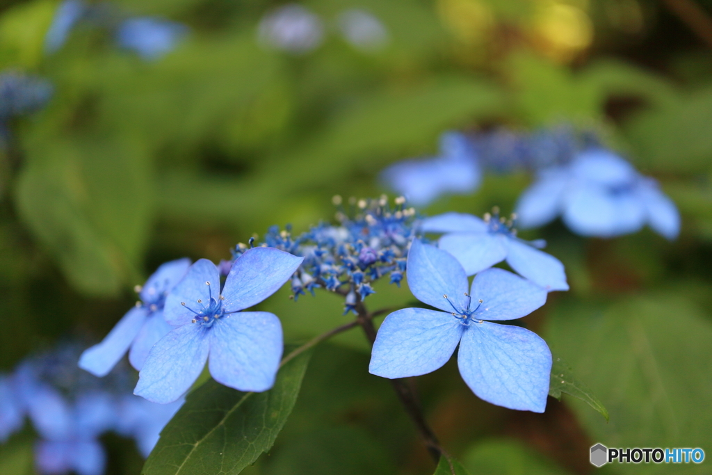 紫陽花