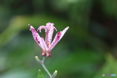 街に咲く花