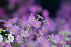 街に咲く花