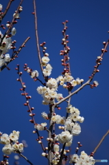 梅の花