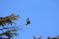 野鳥