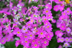 街に咲く花