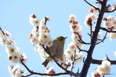 野鳥