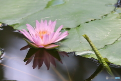 神代植物公園