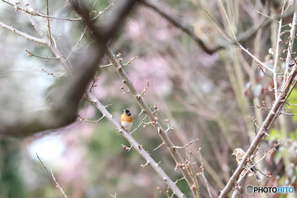 郷土の森