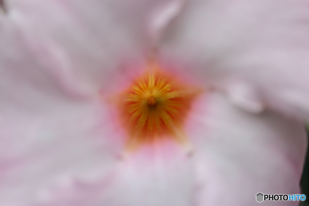 街に咲く花