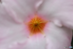 街に咲く花