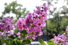 街に咲く花