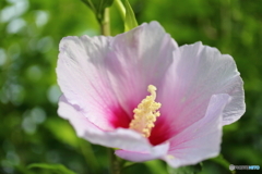 街に咲く花