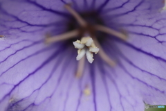 街に咲く花