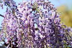 街に咲く花
