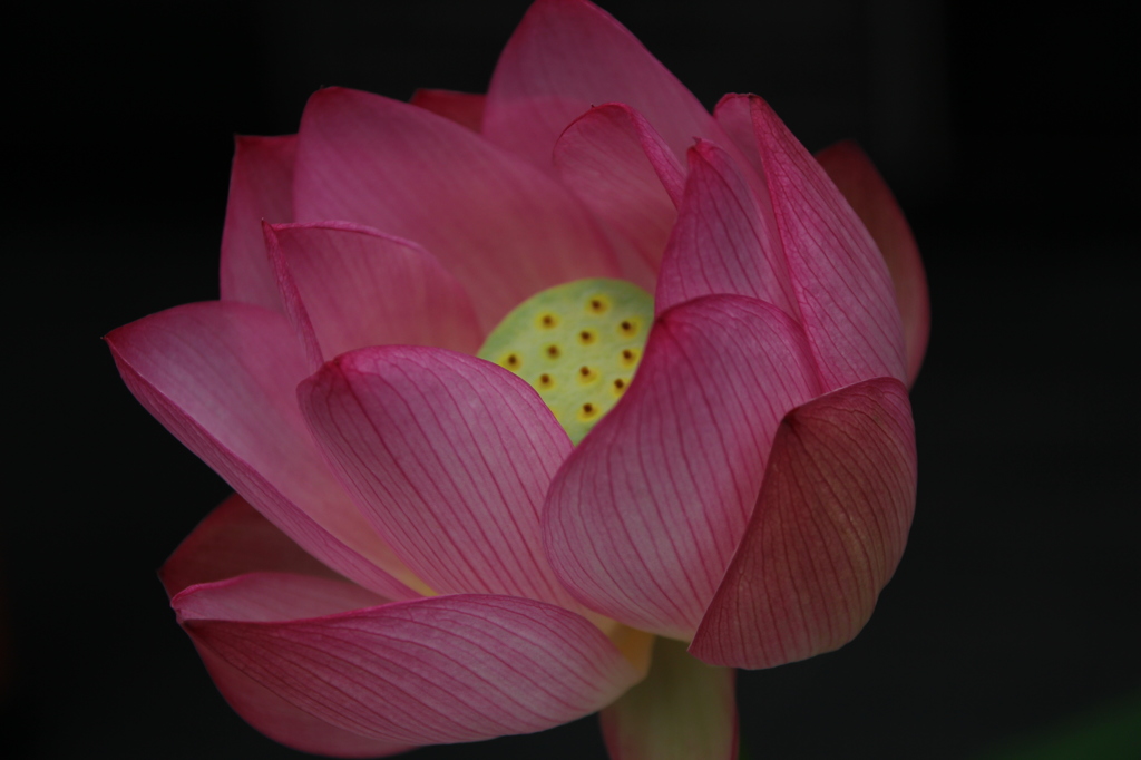蓮の花