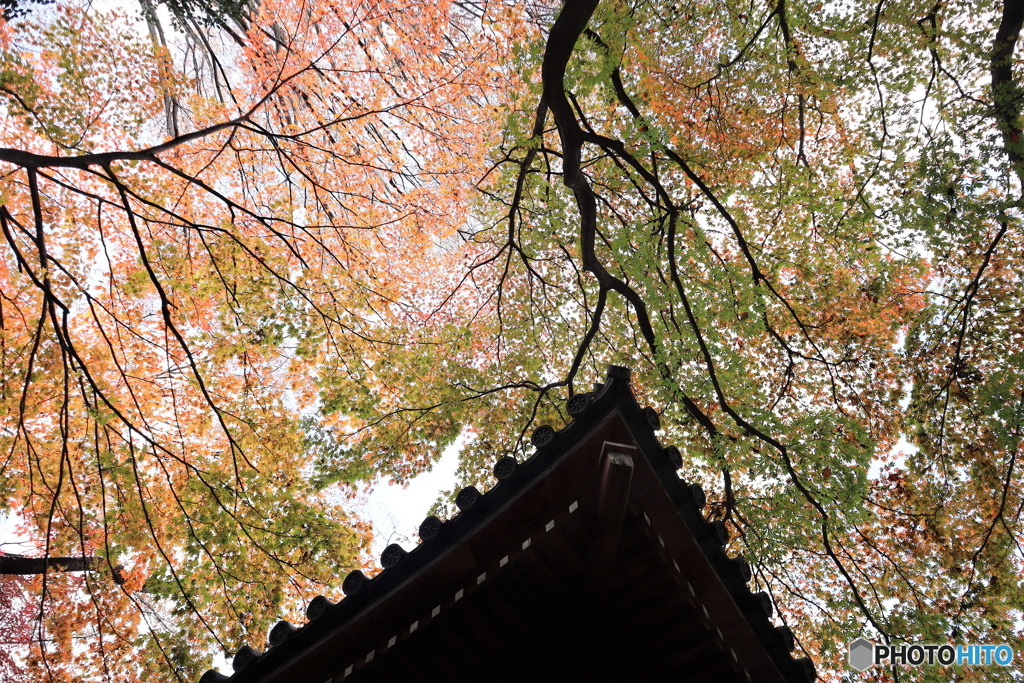 高幡不動尊