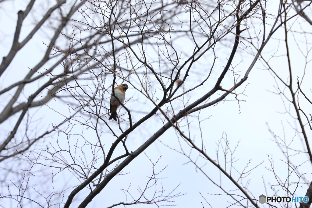 野鳥