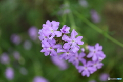 街に咲く花