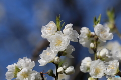街に咲く花