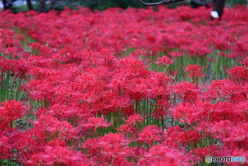郷土の森