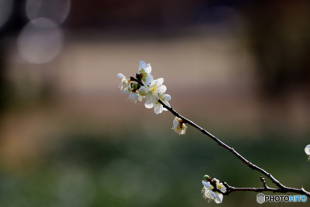 梅の花