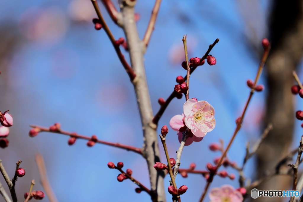 郷土の森