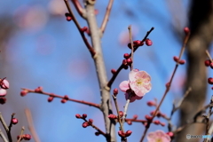 郷土の森