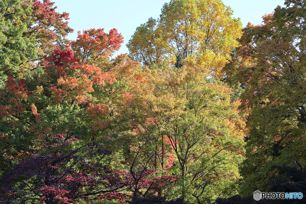 ちょっとだけ紅葉