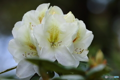 神代植物公園