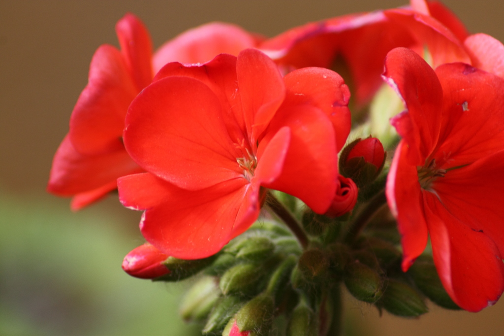 デイズニーシーの花