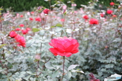 薔薇