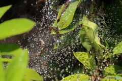 水滴