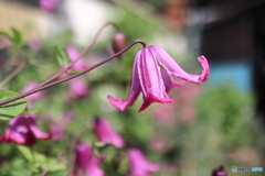 街に咲く花