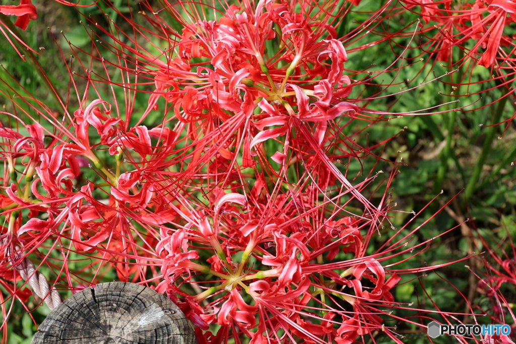 郷土の森公園