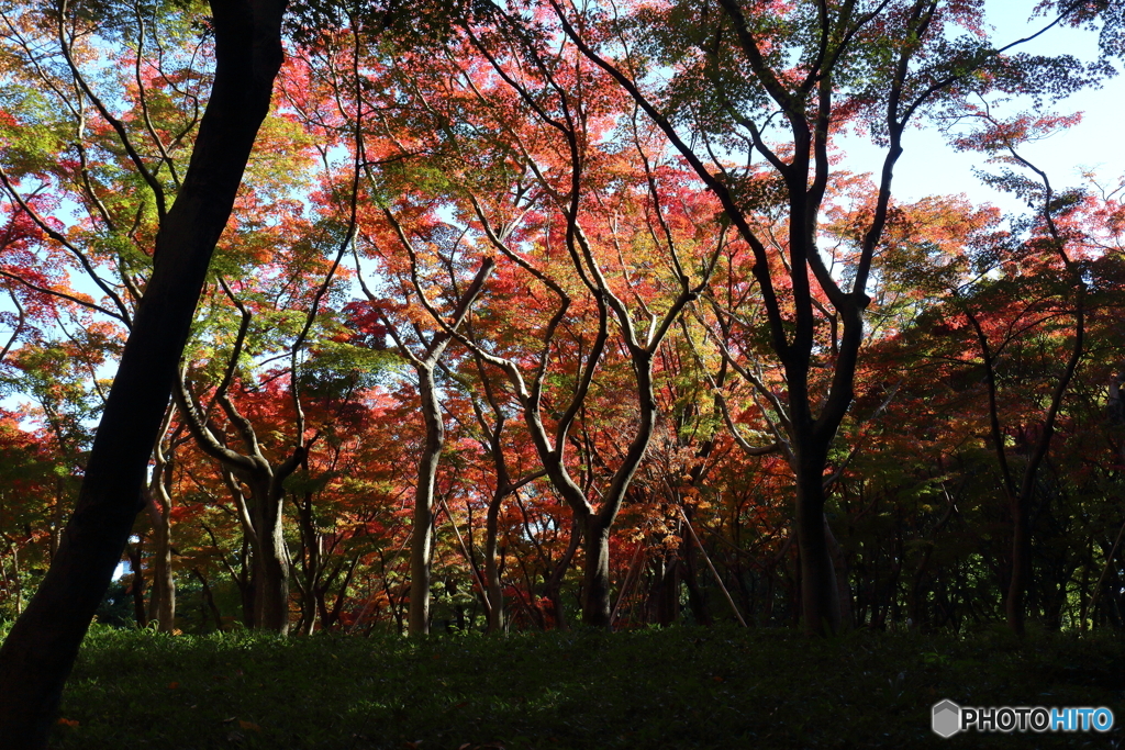 北の丸公園