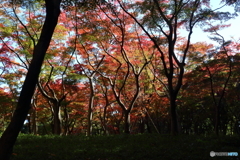 北の丸公園