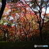 北の丸公園