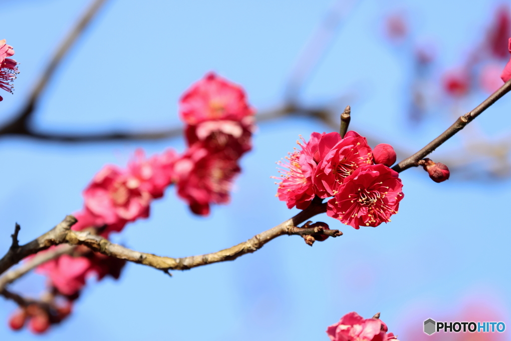 梅の花
