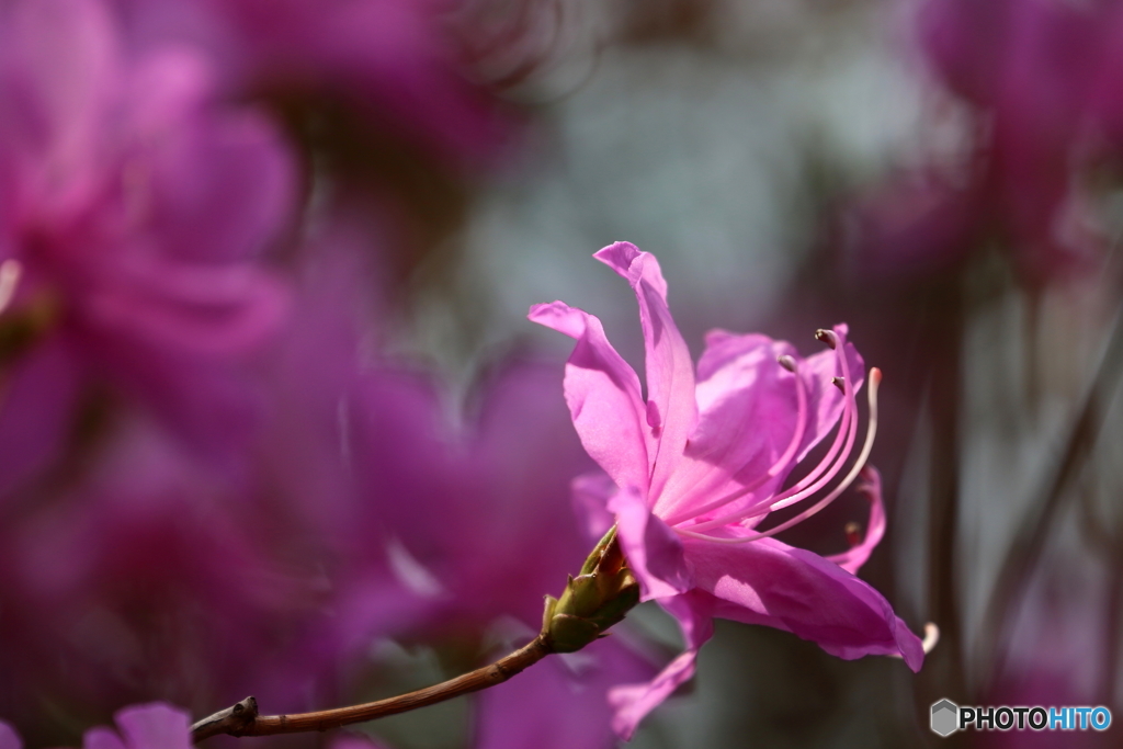 街の花