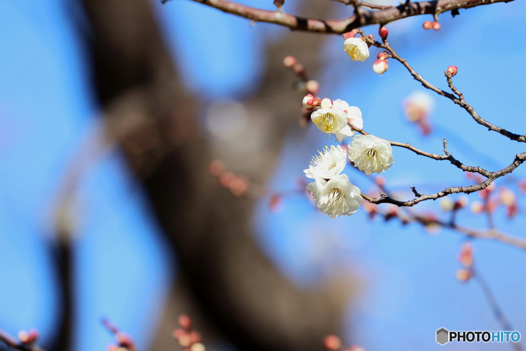 郷土の森