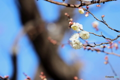 郷土の森