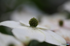 街に咲く花