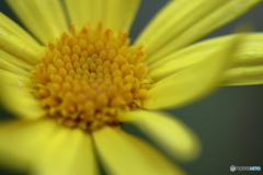 街に咲く花