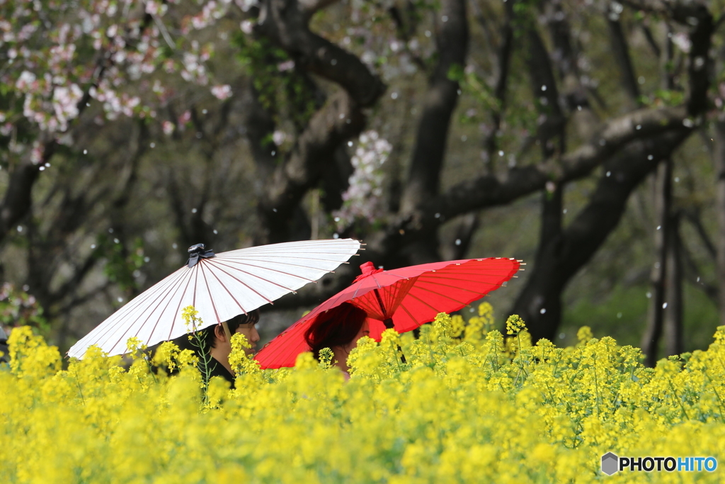 菜の花畑