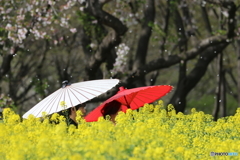 菜の花畑