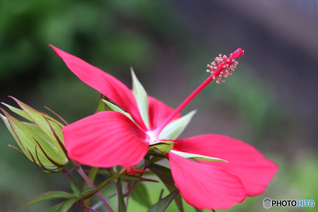街に咲く花