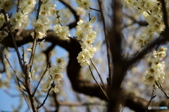 梅