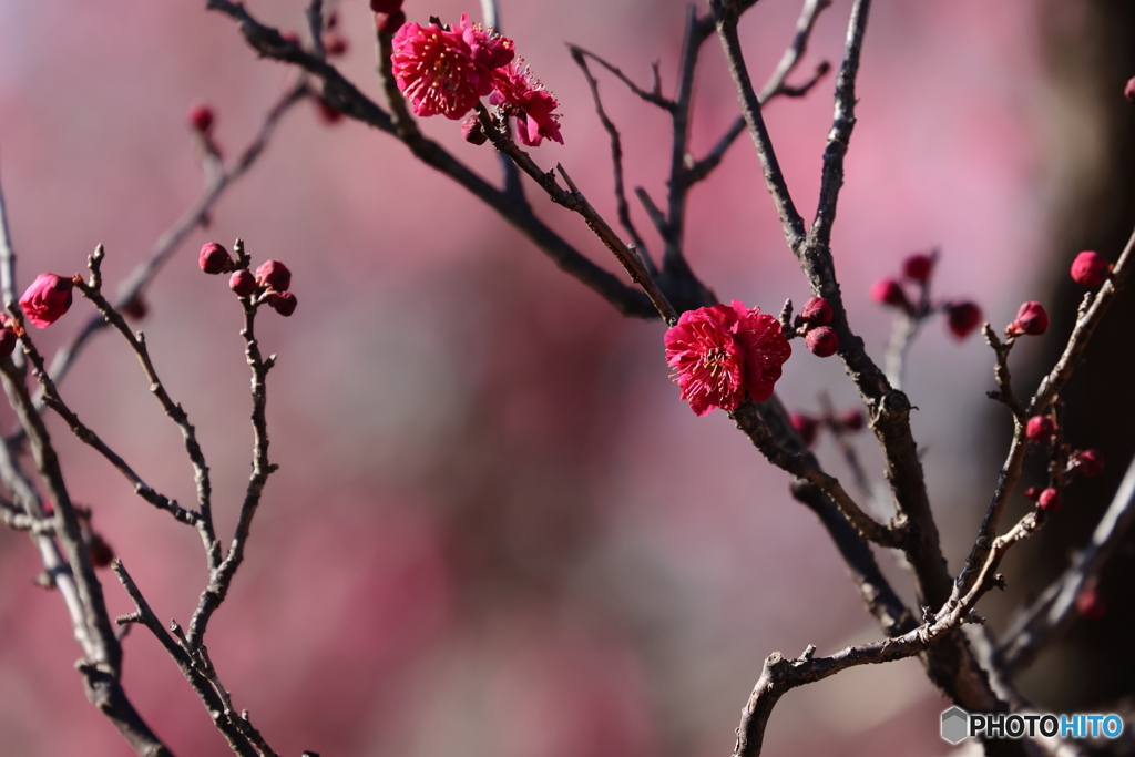 梅の花