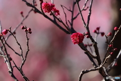 梅の花