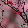 梅の花