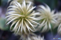 街に咲く花